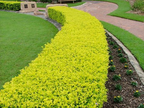 Duranta - Garanta - Duranta Repens