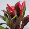 Cordyline Fruticosa - Cordyline Terminalis - TI Plant- Good Luck Plant