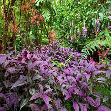 Persian Shield - Strobilanthes Dyeriana