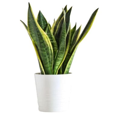 Snake Plant Variegated - Snake Plant - Goldband Sansevieria - Dracaena Trifasciata