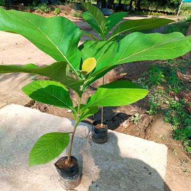 Teak-Tectona Grandis-Lamiaceae-Sagwan