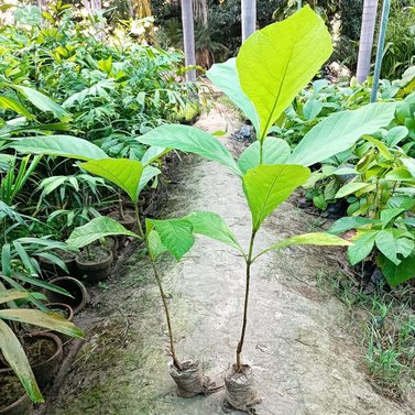 Teak-Tectona Grandis-Lamiaceae-Sagwan