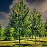 Red Maple Tree - Acer Rubrum