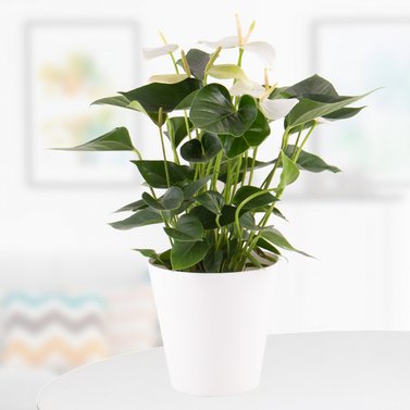 Anthurium - Flamingo Flower - Royal White Image