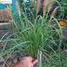 Fountain Grass -  Pennisetum