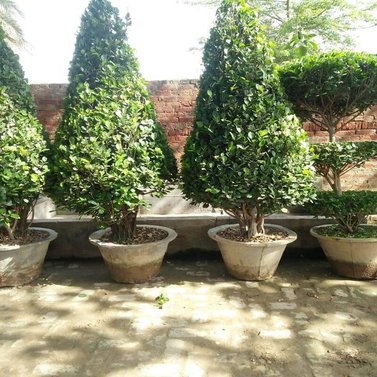 Ficus Bonsai Plants - Available in Different Styles & Sizes