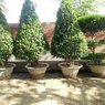 Ficus Bonsai Plants - Available in Different Styles & Sizes