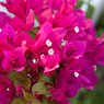 Bougainvillea Pink-Bougainvillea Glabra