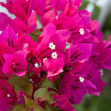 Bougainvillea Pink-Bougainvillea Glabra