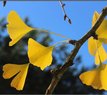 Ginkgo Biloba - Maidenhair Tree