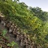 Lignum Vitae - Guiacum Officinale - Tree