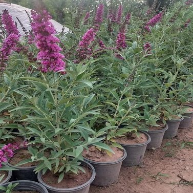 Butterfly Bush - Buddleia Davidii- Summer Lilac-Magnificent Colors