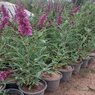 Butterfly Bush - Buddleia Davidii- Summer Lilac-Magnificent Colors