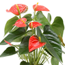 Anthurium - Flamingo Flower - Royal Red