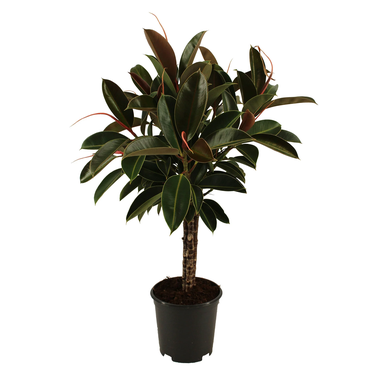 Rubber Plant Melany - Rubber Bush - Melani Rubber Plant -  Ficus elastica ‘Melany’