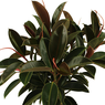 Rubber Plant Melany - Rubber Bush - Melani Rubber Plant -  Ficus elastica ‘Melany’