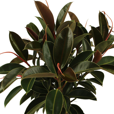 Rubber Plant Melany - Rubber Bush - Melani Rubber Plant -  Ficus elastica ‘Melany’