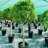 Ficus Multi Head Topery-Ficus carica L.