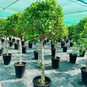 Ficus Multi Head Topery-Ficus carica L.