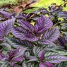 Persian Shield - Strobilanthes Dyeriana