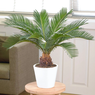 Cycas Revoluta - Sago Palm - Kangi Palm