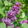 Lilac - Syringa Vulgaris