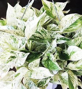 Marble Queen Money Plant - Epipremnum pinnatum