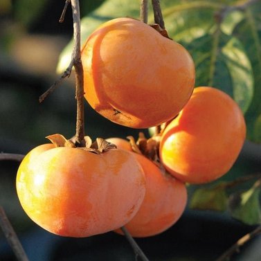 Japanese Persimmon - Japani Phaal - Amlok - Diospyros Kaki