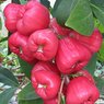 Rose Apple - Syzygium Samarangense