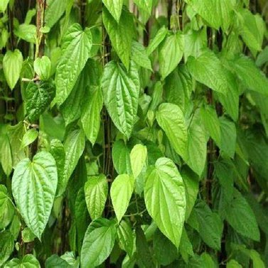 Pan Patta -Betel Leaves