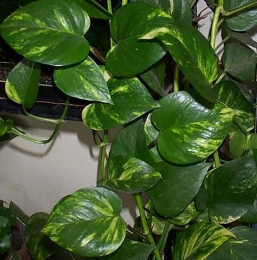 Green Money Plant - Epipremnum Aureum - Fortunate Plant