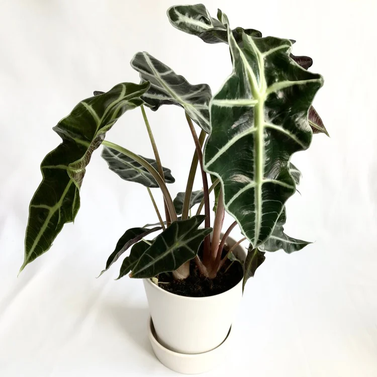 Alocasia Hybrid (Imported) - Elephant Ear Plant