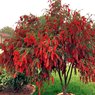 Bottle Brush - Weeping Bottle Brush - Callistemon Viminalis