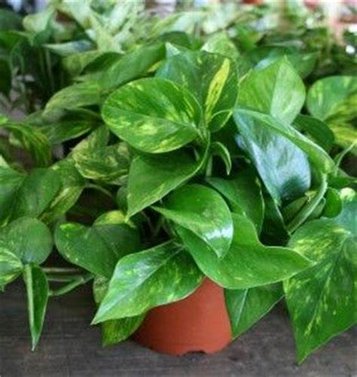 Green Money Plant - Epipremnum Aureum - Fortunate Plant