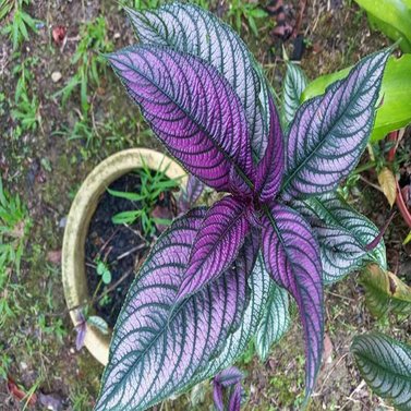 Persian Shield - Strobilanthes Dyeriana