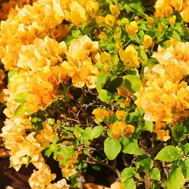 Bougainvillea Yellow