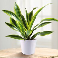 Corn Plant Dracaena - Dragon Plant - Dracaena fragrans