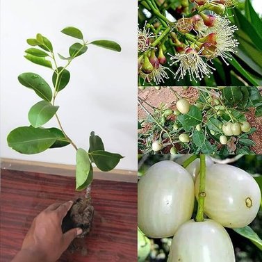 White Jamun Image