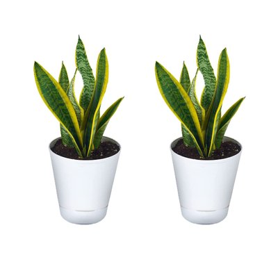 Snake Plant Variegated - Snake Plant - Goldband Sansevieria - Dracaena Trifasciata