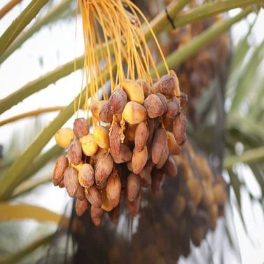 Ambar Khajur - Dakki khajur - Date Palm