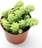 Burro’s-Tail - Donkey Tail - Sedum Morganianum