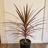 Dracaena Marginata-Colorama Cane Dragon Plant