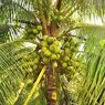 Coconut Palm - Cocos Nucifera