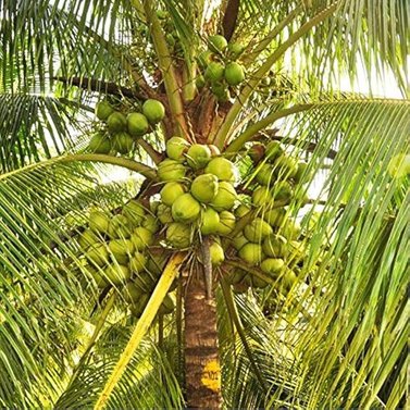 Coconut Palm - Cocos Nucifera