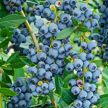 Blue Berry - Vaccinium Corymbosum -  Vaccinium Sect. Cyanococcus