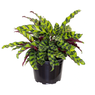 Rattle Snake Calathea