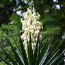 Yucca Filamentosa-Adam's Needle and Thread, Needle Palm-Spoonleaf Yucca