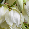 Yucca Filamentosa-Adam's Needle and Thread, Needle Palm-Spoonleaf Yucca