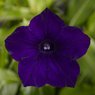 Petunia - Petunia Surfinia Purple -  Petunia X Hybrida