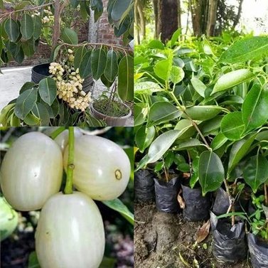 White Jamun Image